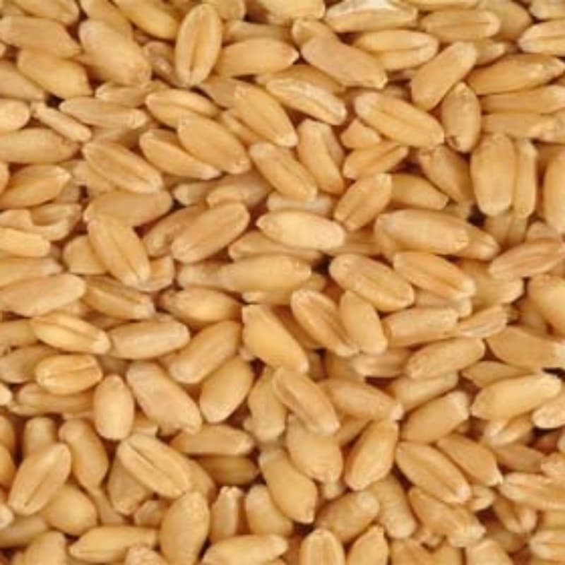 گندم کا بیج