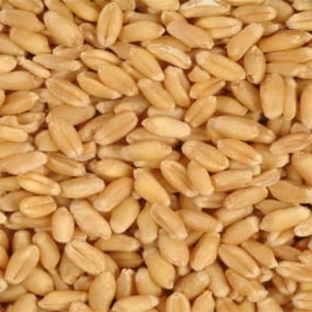 گندم کا بیج