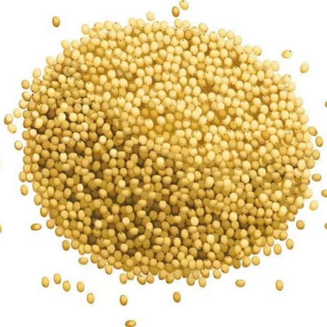 سندھی سفید جوار