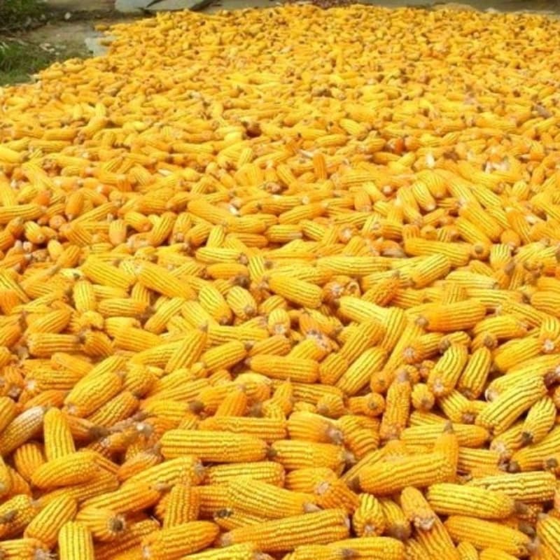 مکئی گھوڑا اور نیلم