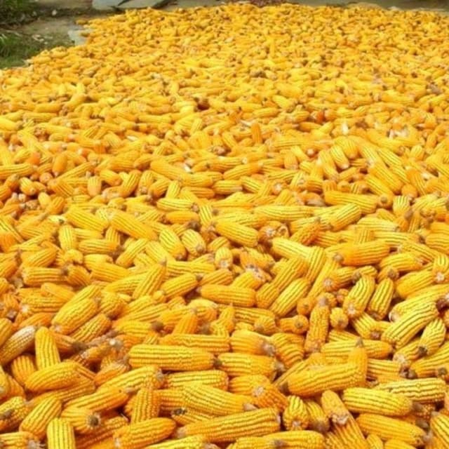 مکئی گھوڑا اور نیلم